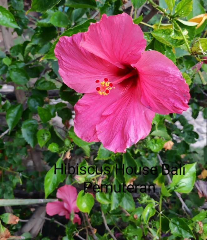 Отель Hibiscus House Пемутеран Экстерьер фото